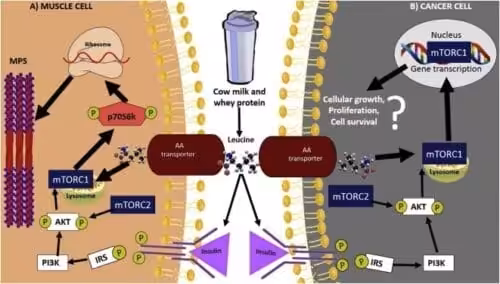 Fighting Cancer With Whey