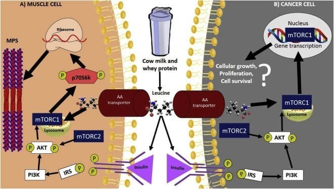 Fighting Cancer With Whey