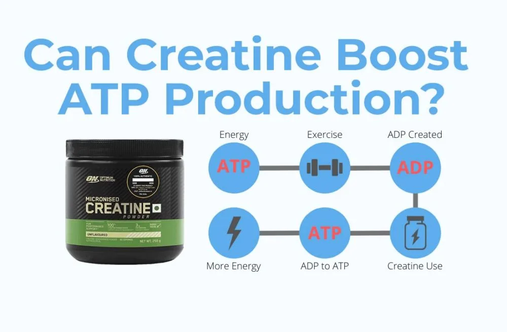 Can Creatine Boost Atp Production?