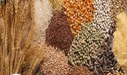 Exploring Zinc Rich Foods in India for Optimal Health